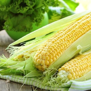 USA SELLER Golden Beauty Corn 25 seeds HYBRIDZea mays image 1