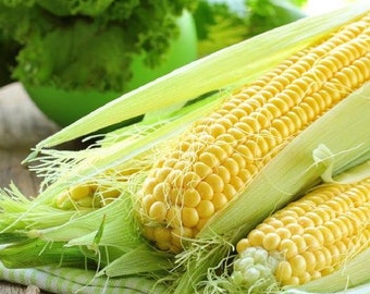 USA SELLER Golden Beauty Corn 25 seeds HYBRID(Zea mays)