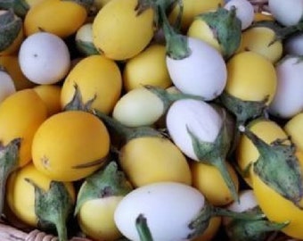 USA SELLER Easter Egg Eggplant 25 seeds HEIRLOOM (Solanum melongena)