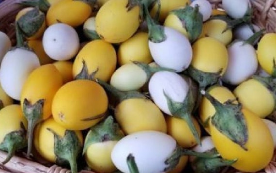 USA SELLER Easter Egg Eggplant 25 seeds HEIRLOOM Solanum melongena
