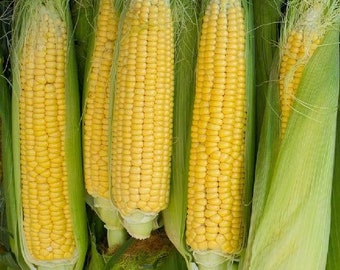 USA SELLER Golden Bantam Corn 25 seeds HYBRID(Zea mays)