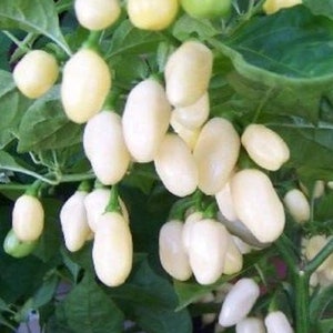 May include: A close-up of a branch of a white pepper plant with many small, white peppers growing on it.