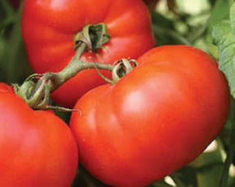 USA SELLER Early Girl Tomato 25 seeds HEIRLOOM (Solanum lycopersicum)