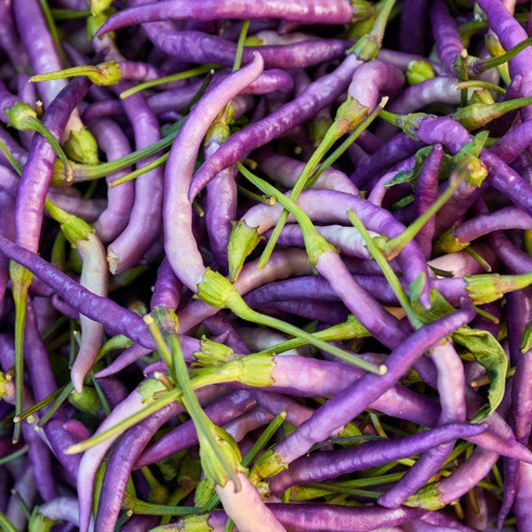 USA SELLER  Purple Cayenne Pepper 25 seeds HEIRLOOM (Capsicum frutescens)