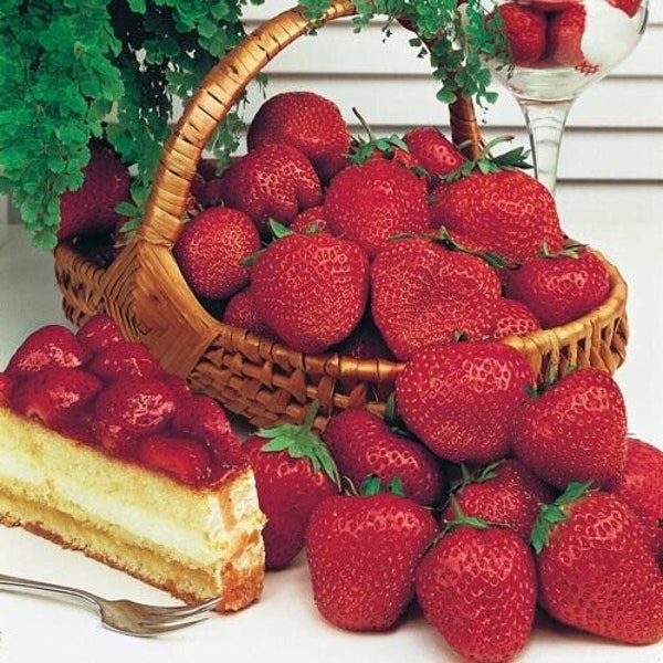 Ozark Beauty Strawberry 50 seeds: A Prolific and Flavorful Everbearing Variety for Your GardenDelights