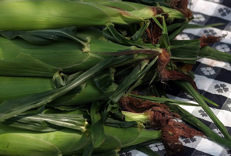 USA SELLER Argent Corn 25 seeds HYBRIDZea mays image 3