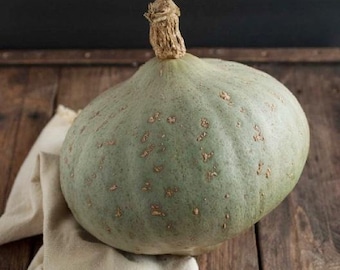 USA SELLER Sweet Meat Winter Squash 15 seeds HEIRLOOM (Cucurbita)