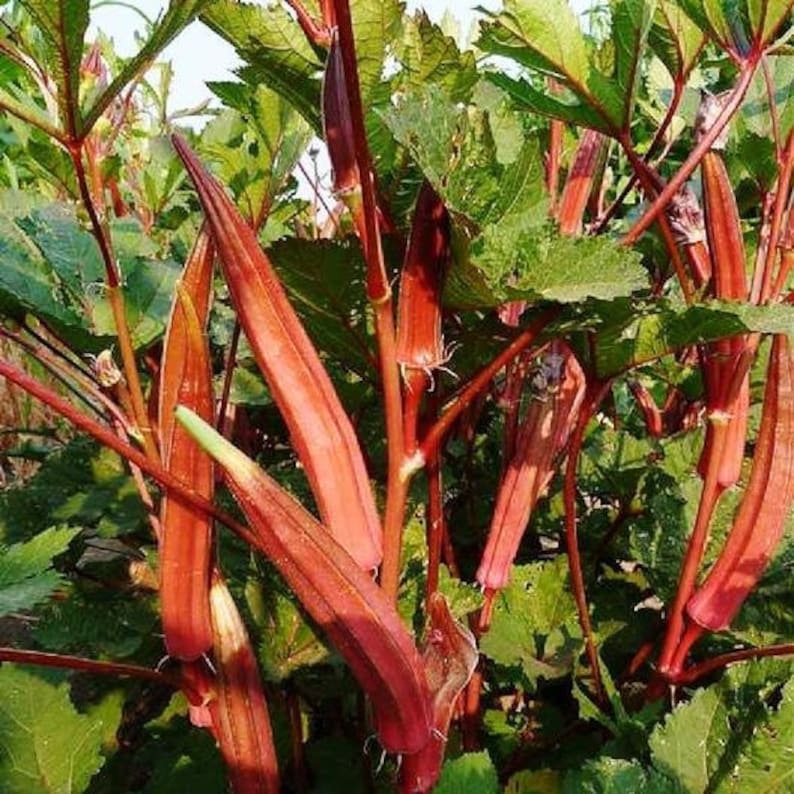 jing orange okra