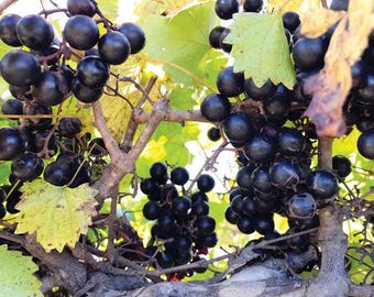 Southern Muscadine Cuttings (Set of 3): Self-Fertile, High Yield, Adaptable Variety for Various Uses