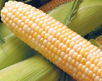 USA SELLER Butter & Sugar Sweet Corn 25 seeds HEIRLOOM(Zea mays)