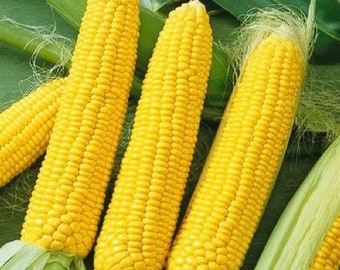 USA SELLER NK 199 Corn 25 seeds Hybrid(Zea mays)