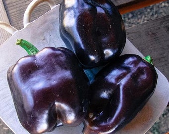 USA SELLER Purple Beauty Sweet Pepper 25 seeds HEIRLOOM