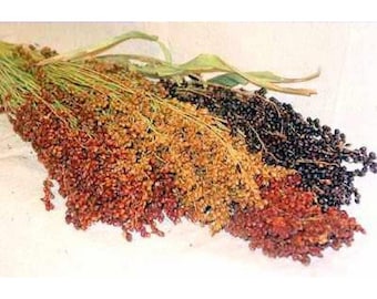 USA SELLER Sorghum Multi-Colored - 50 Heirloom Seeds (Sorghum bicolor)