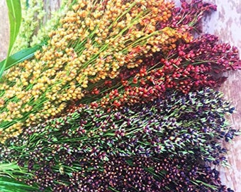 USA SELLER Broomcorn Multi Colored 50 seeds HEIRLOOM (Sorghum bicolor)