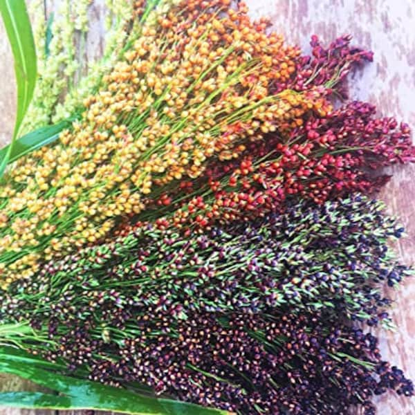 USA SELLER Broomcorn Multi Colored 50 seeds HEIRLOOM (Sorghum bicolor)