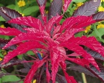 USA SELLER Molten Fire Amaranth 50 seeds HEIRLOOM (Amaranthus tricolor)