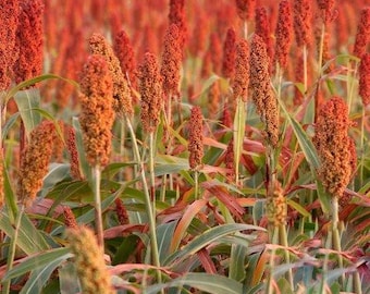 USA SELLER Broomcorn Rox Orange 50 seeds HEIRLOOM (Sorghum bicolor)