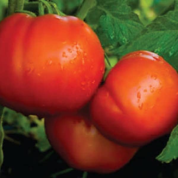 USA SELLER Celebrity Tomato 25 seeds HEIRLOOM (Solanum lycopersicum)