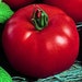 see more listings in the Tomatoes section