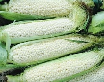 USA SELLER Country Gentlemen's Corn 25 seeds Hybrid(Zea mays)