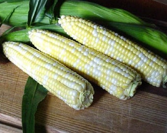 USA SELLER Peaches & Cream Corn 25 seeds HYBRID(Zea mays)