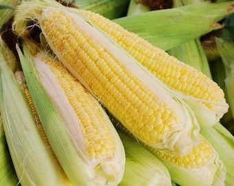 USA SELLER Bodacious Hybrid Sweet Corn - 25 Seeds (Zea mays)