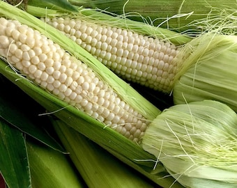 USA SELLER Sugar Pearl Corn 25 seeds Hybrid(Zea mays)