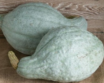 USA SELLER Blue Hubbard Winter Squash 15 seeds HEIRLOOM (Cucurbita)