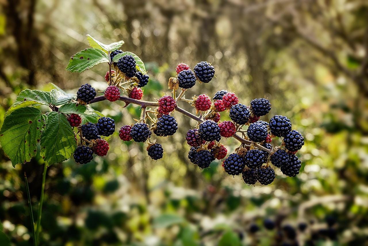 Organic Blackberry Seeds – Non-GMO, Sweet Berry Seeds For Home Garden – With Tracking