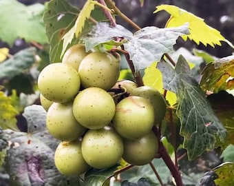 Pineapple Muscadine Cuttings (Set of 3): Self-Fertile, Early-Mid Season, Bronze Fruit, Vigorous, Disease-Resistant