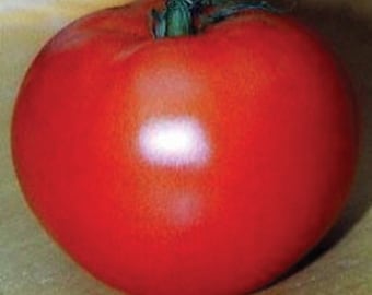 USA SELLER Jet Star Tomato 25 seeds Hybrid (Solanum lycopersicum)