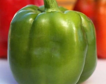 USA SELLER Emerald Giant Sweet Pepper 25 seeds HEIRLOOM