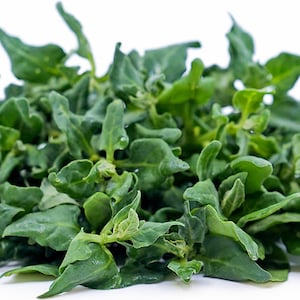 USA SELLER New Zealand Summer Spinach 25 seeds HEIRLOOM (Tetragonia tetragonioides)