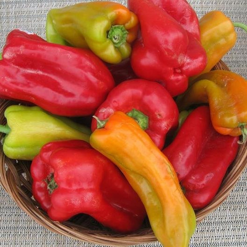 USA SELLER Cubanelle Sweet Pepper 25 Seeds HEIRLOOM Etsy
