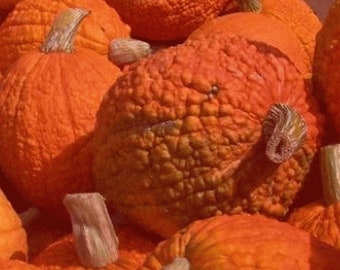 USA SELLER Red Warty Thing Pumpkin 15 seeds HEIRLOOM (Cucurbita)