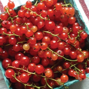 USA SELLER Red Currant Tomato 25 seeds HEIRLOOM (Solanum lycopersicum)