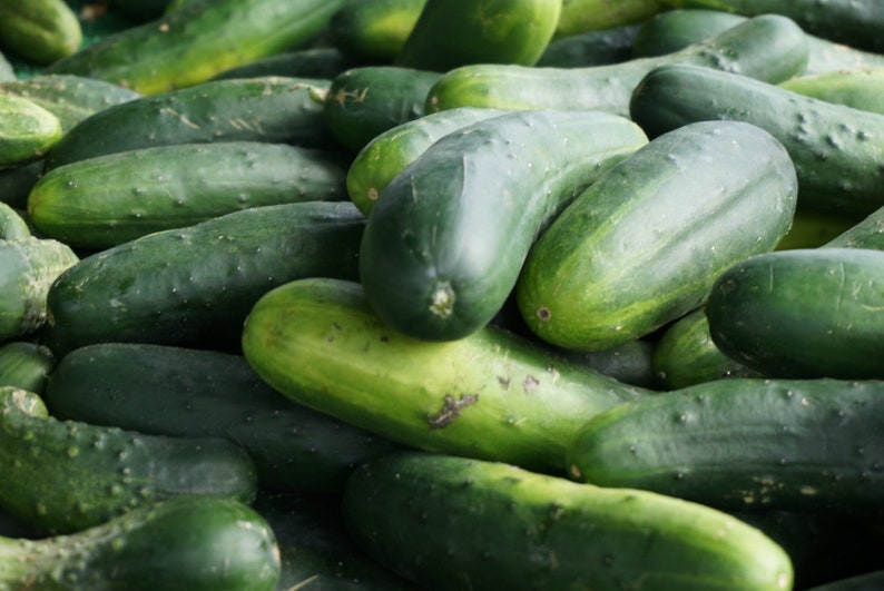 USA SELLER Wisconsin SMR58 Cucumber 25 Seeds HEIRLOOM cucumis Sativus