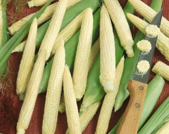 USA SELLER  Japanese Hulless Baby Corn 25 seeds HEIRLOOM(Zea mays)