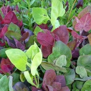 USA SELLER Aurora Orach Summer Spinach 25 seeds HEIRLOOM (Atriplex hortensis)