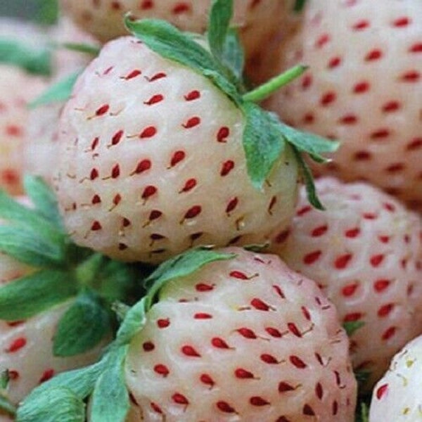 USA SELLER Alpine White Strawberry 50 seeds :A Flavorful, Unique, and Exotic Variety for Culinary Delights