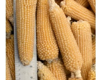 USA SELLER Amish Butter Popcorn 25 seeds HEIRLOOM