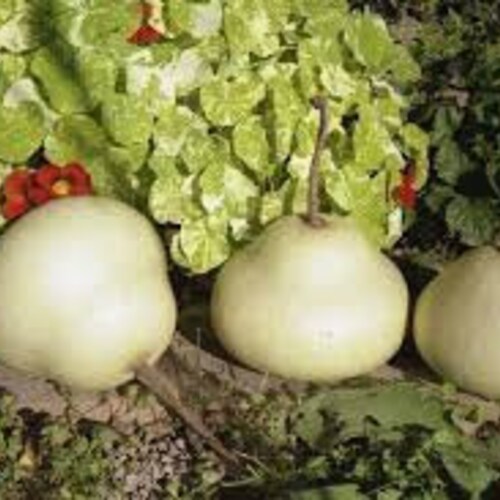 USA SELLER Canteen Gourd 10 Seeds Heirloomlagenaria Etsy