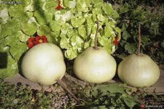 tobacco box gourd USA SELLER Tobacco Box Gourd 10 Seeds Heirloom(lagenaria Siceraria)
