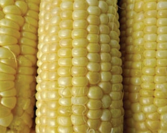 USA SELLER  Iochief Sweet Corn 25 seeds HEIRLOOM(Zea mays)
