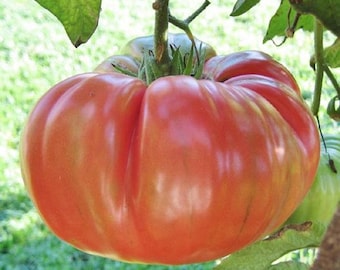 USA SELLER Pink Brandywine Tomato 25 seeds HEIRLOOM (Solanum lycopersicum)