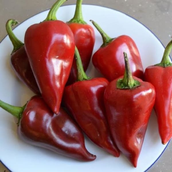 USA SELLER Piquillo Sweet Pepper 25 seeds HEIRLOOM