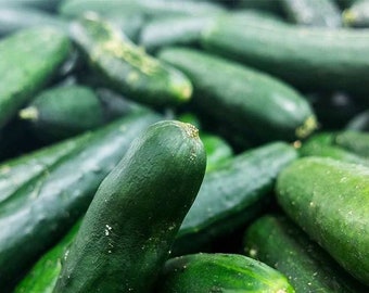 USA SELLER Bush Crop Cucumber 25 seeds HEIRLOOM (Cucumis sativus)