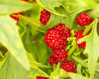 USA SELLER Strawberry Summer Spinach 50 seeds HEIRLOOM (Blitum capitatum)