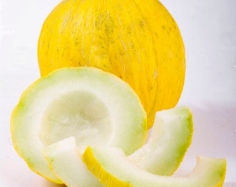 USA SELLER Golden Canary Casaba Melon 25 seeds HEIRLOOM(Cucumis melo)