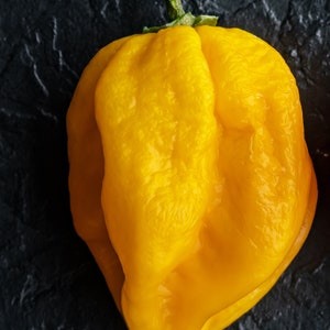 USA SELLER Hot Bahamian Yellow Pepper 25 seeds HEIRLOOM